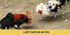 Luật chơi đá gà tre